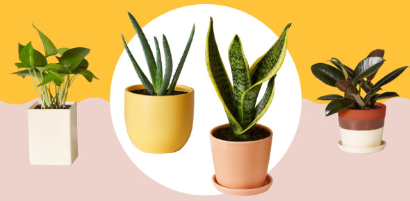 Plants Trivia Facts Knowledge Test Quiz ProProfs Quiz